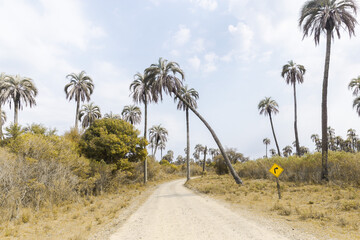 trees on the road © Eugenio