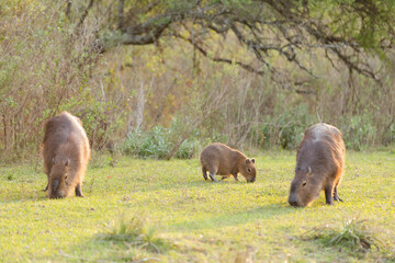 Capibaras in the wild