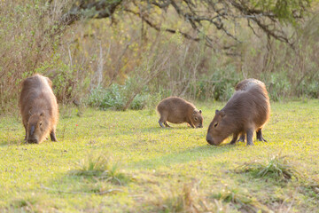 Capibaras in the grass