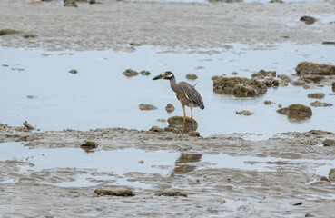 A bird walking in the coast, looking for fish
