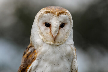 A close up picture of a Barn Owl