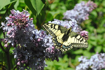 Butterfly moth emperor sitting on the flower