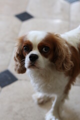 cavalier king charles spaniel 