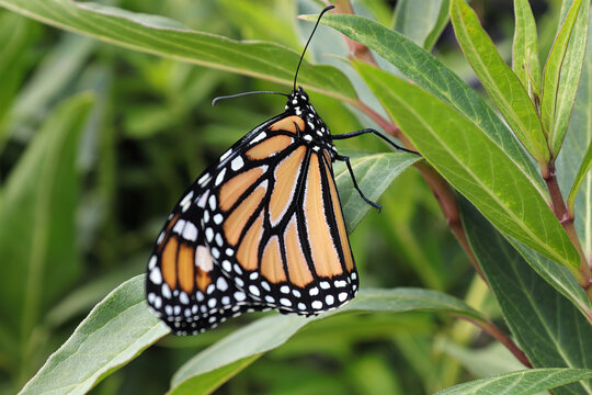 Closeup of a monarch butterfly on a grassy background
