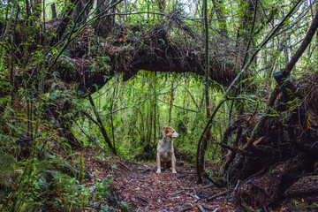 perro en sendero del bosque