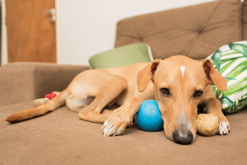 dog sitting on a sofa