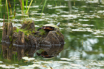 Painted turtle on a log in the Swift River, Massachusetts.