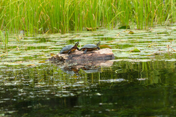 Painted turtles on a log in the Swift River, Massachusetts.