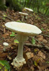 White Amanita mushroom with scales in Glastonbury, Connecticut.
