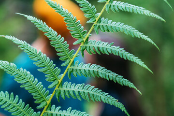 Green fern leaf plant in front of silhouette of kissing couple in forest. Unrecognizable man and woman are kissing. Travel love story or date against nature landscape