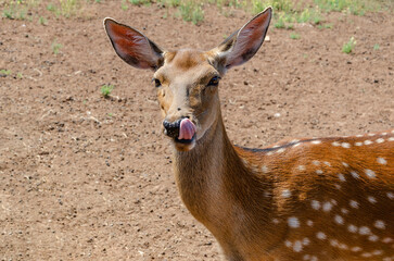 a young female spotted deer stuck out her tongue. close-up of the animal