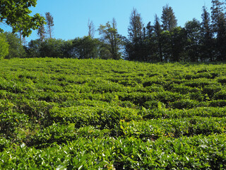 Fototapeta na wymiar Green hillock with tea bushes densely growing on it and trees along a sunny summer day