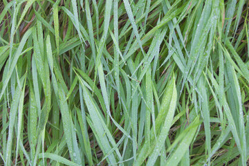 Close up shot of grass with dew on it in the morning. Textured photo