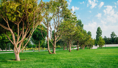A beautiful public park. Tall trees of different breeds. Green manicured lawn.