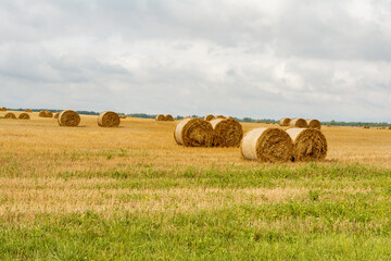 Many Straw bales on field. Round bales of straw landscape