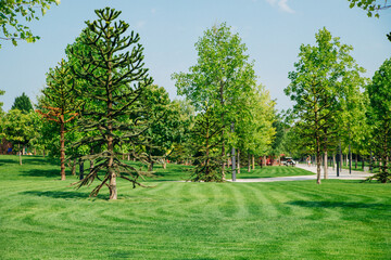 A beautiful public park. Tall trees of different breeds. Green manicured lawn.
