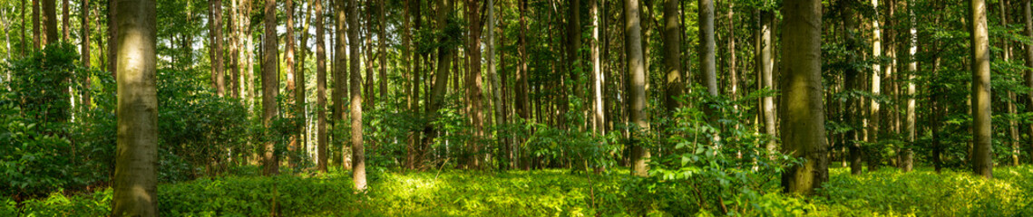 Part of forest in panoramic view during a summer evening - obrazy, fototapety, plakaty