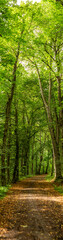 Fototapeta na wymiar Trail in a forest under very tall tress during summer season