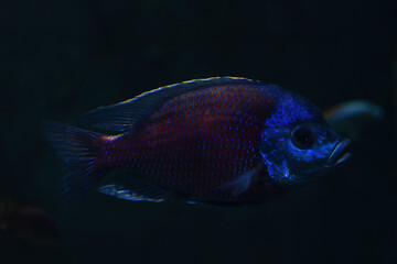 Beautiful dark fish swim in dark water.