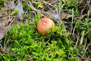 Red Russula  mushroom