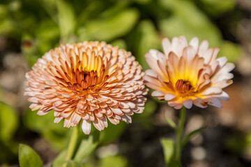 Pair of peach coloured flowers