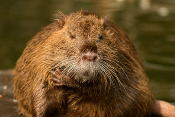 Nutria or Coypu, big river rat close up.