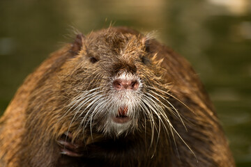 Nutria or Coypu, big river rat close up.