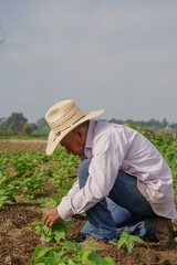 A closeup shot of a Hispanic farmer on his plantation in Mexico