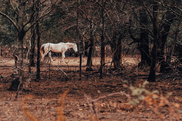 Beautiful horses in the majestic forest setting