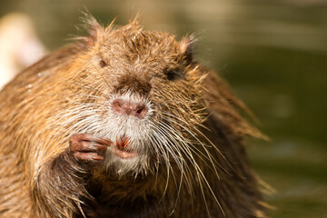Nutria or Coypu, big river rat close up.