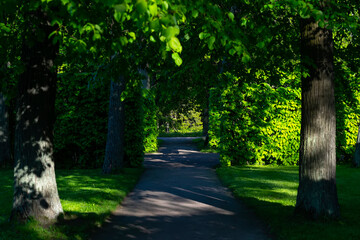Landscape, road through a beautiful summer forest
