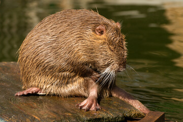 Nutria or Coypu, big river rat close up.