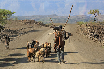 Hirte mit Schafen, Ziegen in Äthiopien (Afrika) 