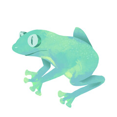 Hand drawn frog. Illustration of a green toad.