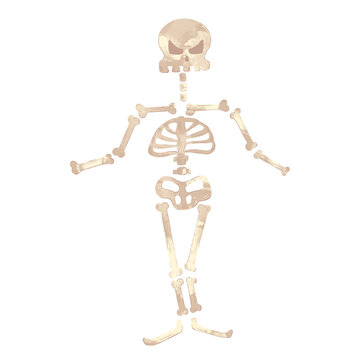 Hand drawn illustration of a skeleton.