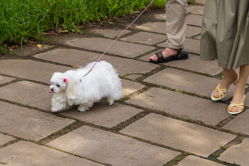飼主と公園を散歩する白い犬