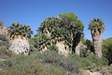 Joshua Tree Nationalpark - 49 Palms (Kalifornien/USA)
