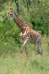 Giraffe in einem Nationalpark