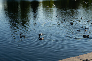 Birds in the lake seagulls, ducks. Sunny day.