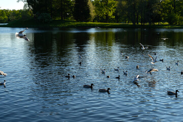 Birds in the lake seagulls, ducks. Sunny day.