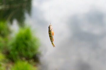 A small perch caught on a fishing rod with a worm in its mouth against the background of water