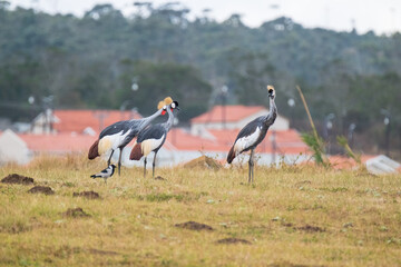 Obraz na płótnie Canvas Grey Crowned Crane in the Eastern Cape, South Africa