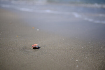 貝殻のある砂浜