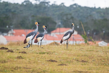 Grey Crowned Crane in the Eastern Cape, South Africa