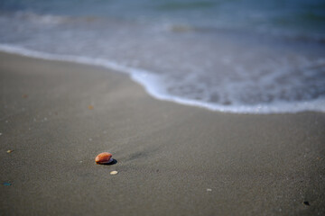 貝殻のある砂浜