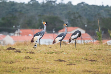 Grey Crowned Crane in the Eastern Cape, South Africa