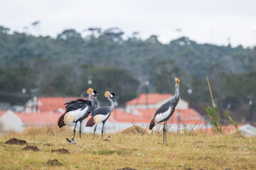 Grey Crowned Crane in the Eastern Cape, South Africa