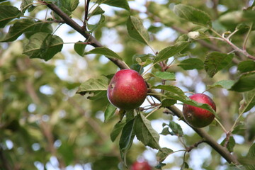 apples on tree