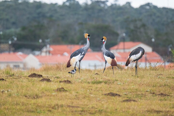 Obraz na płótnie Canvas Grey Crowned Crane in the Eastern Cape, South Africa