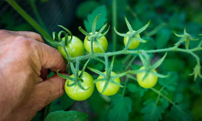 Male hand holding a bunch of small green tomatoes  - Powered by Adobe